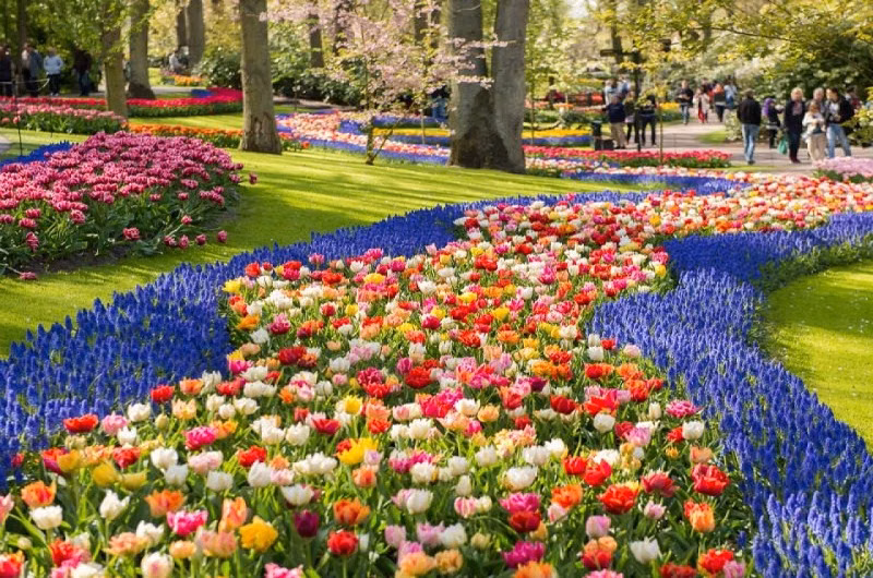 Keukenhof, Zaanse Schans and Volendam Day Tour from Amsterdam, foto 2